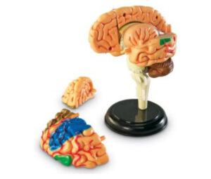 image of a model of a human brain